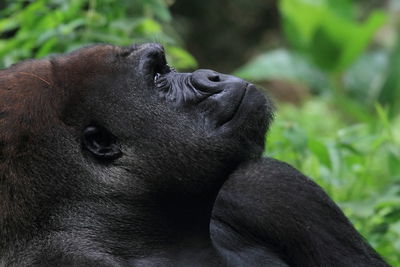 Close-up of gorilla