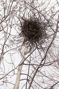 Low angle view of bird nest on bare tree