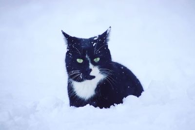 Portrait of a cat