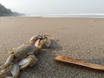 Close-up of crab on beach