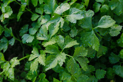 Close-up of plant