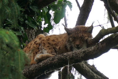 Cat resting on a tree