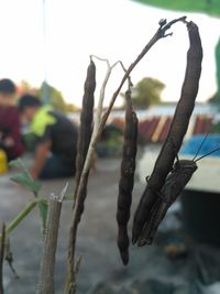 Close-up of dried plant