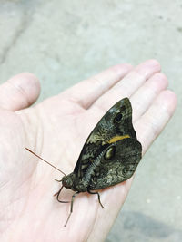 Close-up of hand holding butterfly