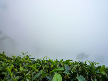 Close-up of plants against sky
