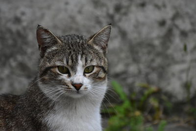 Close-up portrait of tabby cat