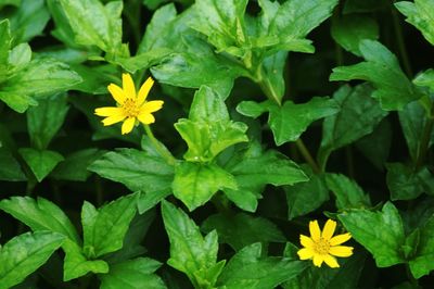 Close-up of yellow flowers blooming outdoors