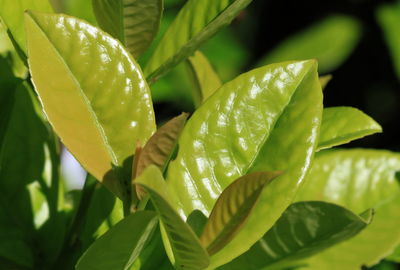 Close-up of leaves