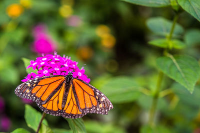 Close-up of butterfly on pink flower