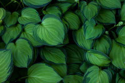 Full frame shot of green leaves