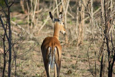 A single wild deer in a safari park in africa. 