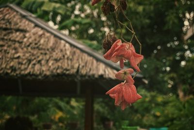 Close-up of red leaves on plant