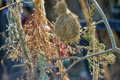 Close-up of dry leaves hanging on plant