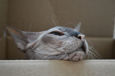 Close-up of funny sphynx cat sitting in the box