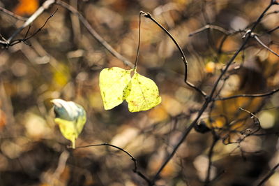 Close-up of dry leaves on branch