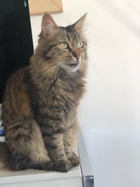 Cat looking away while sitting on table