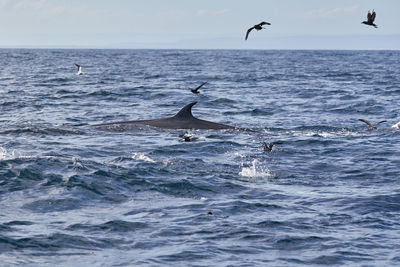 Bryde's whale at algoa bay
