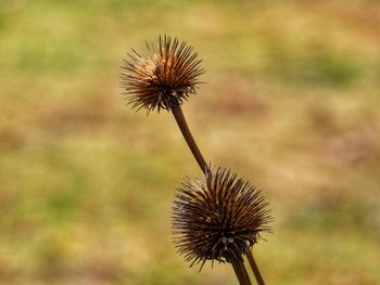 Close-up of wilted dandelion