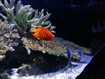 Close-up of fish swimming in sea