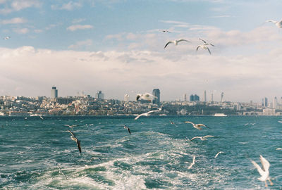 Seagull flying over city