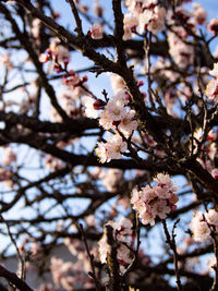 Low angle view of cherry blossoms in spring