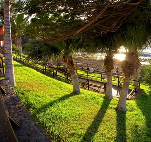 Trees on grassy field