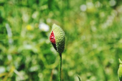 Close-up of red poppy flower bud
