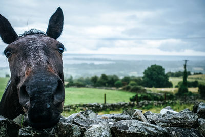 Close-up portrait of horse against sky