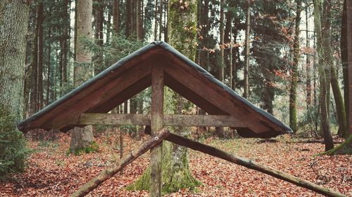 Trees in forest during autumn