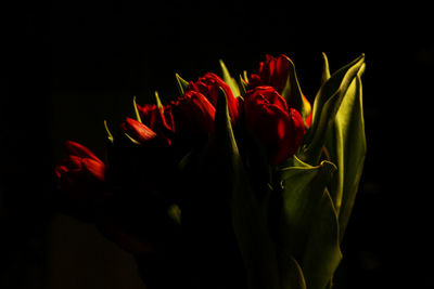 Close-up of red rose against black background