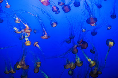 Full frame shot of jellyfish underwater