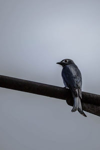 Bird perching on a railing