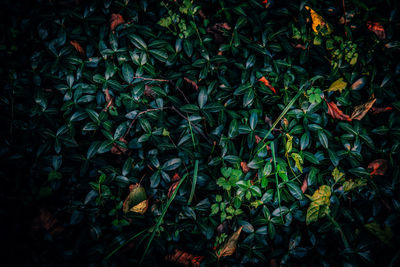 Close-up of plants