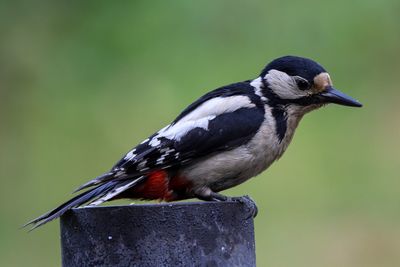 Close-up of bird perching on wooden post