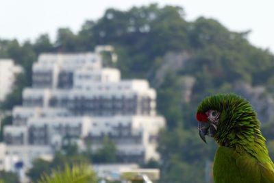 Close-up of a parrot