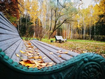 Autumn leaves on railroad track in forest