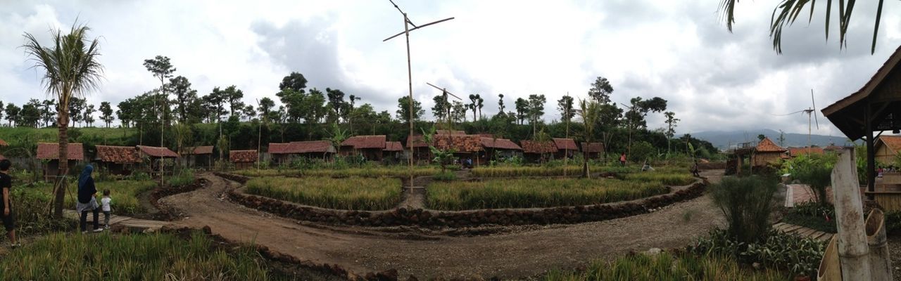 sky, agriculture, rural scene, landscape, farm, field, tree, cloud - sky, tranquility, crop, growth, tranquil scene, panoramic, cloud, nature, grass, green color, scenics, cultivated land, plant