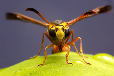 Close-up of insect