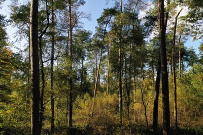 Low angle view of trees in forest