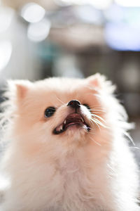 Close-up of a dog looking away