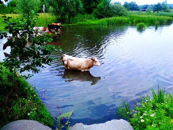 Horse swimming in lake against trees