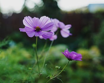 Close-up of purple cosmos flower