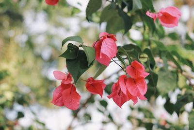 Close-up of red flower