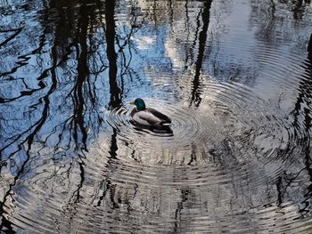 Reflection of trees in water