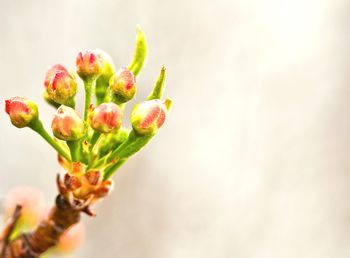 Close-up of flower over white background