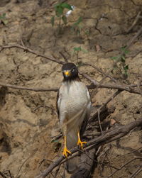 Portrait of eagle sitting on mangrove branches looking directly at camera bolivia.