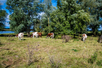 Cows grazing on field against trees