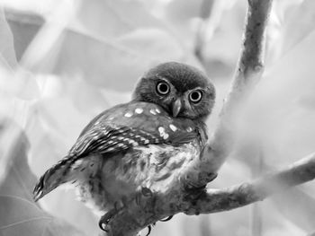 Close-up of owl perching outdoors