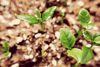 High angle view of plant growing on field