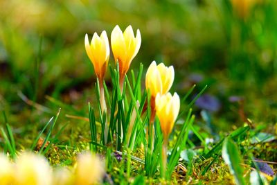 Close-up of yellow flowers growing in field